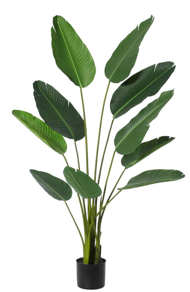 Giant Bird Of Paradise Plant 80x80x152 CM