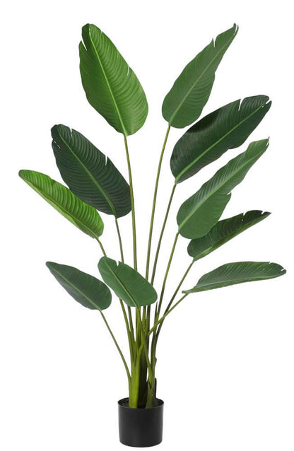 Giant Bird Of Paradise Plant 80x80x152 CM