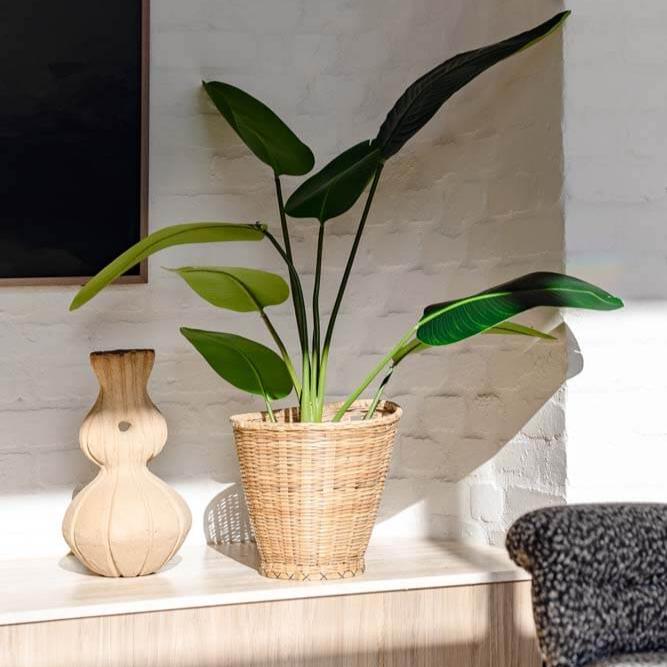 Giant Bird Of Paradise Plant 78x78x122 CM