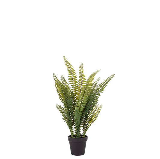 Boston Fern-Garden Pot