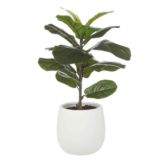 Giant Fiddle - Tub Pot 39x39x63 CM
